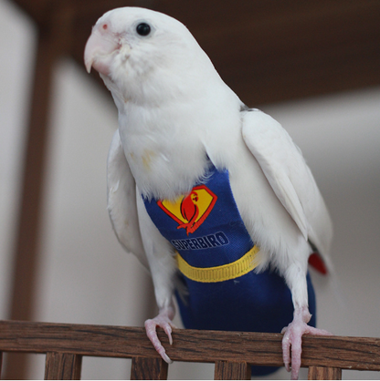 Superhero Parrot Diapers and Clothes - Bird Nappies for Small Pets - Available in 3 Sizes - Ideal for Parrots, Budgies, and Cockatiels