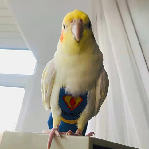 Superhero Parrot Diapers and Clothes - Bird Nappies for Small Pets - Available in 3 Sizes - Ideal for Parrots, Budgies, and Cockatiels