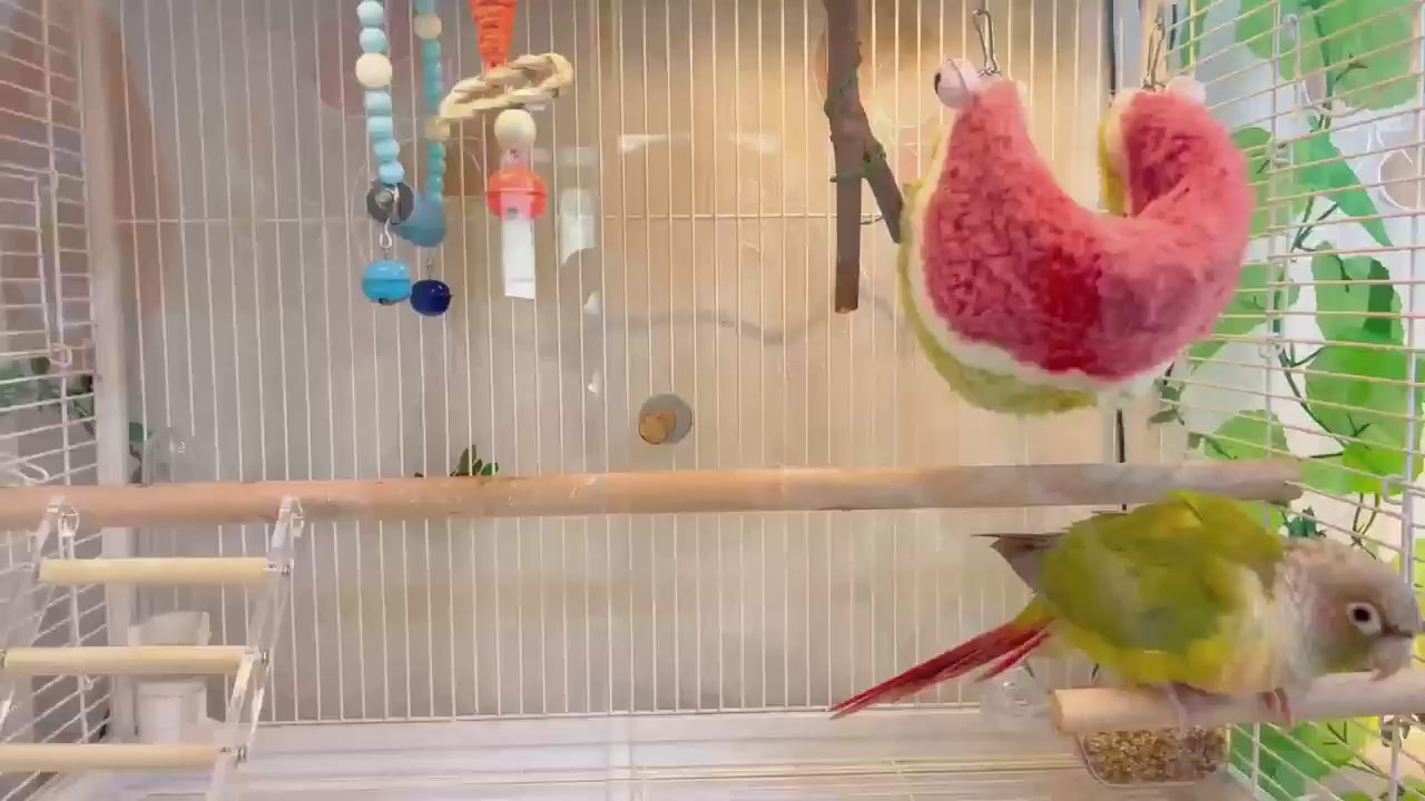 Charger la vidéo : Accessoires de nidification pour les amoureux des oiseaux
